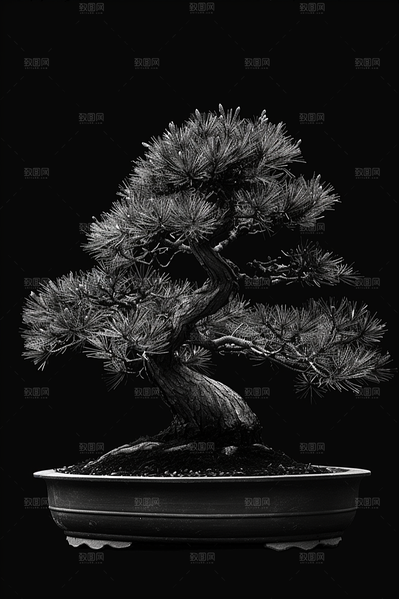 黑松盆景自然庭院摄影图