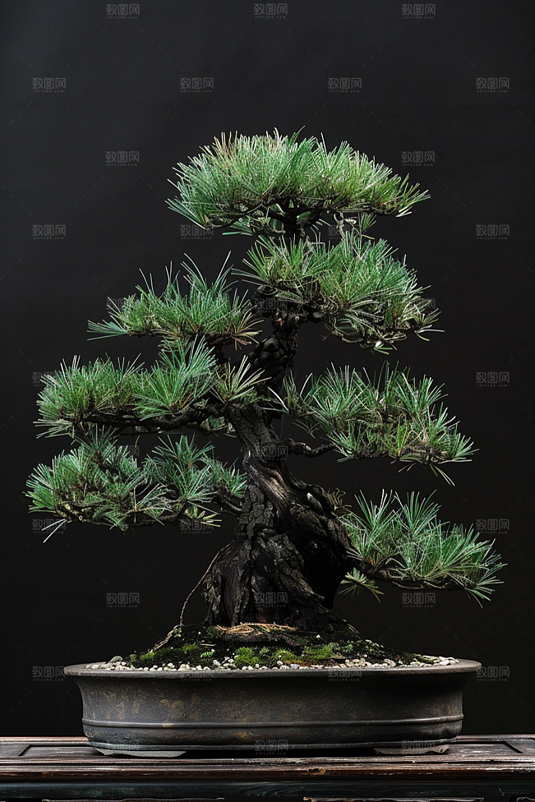 黑松盆景优雅松树摄影图