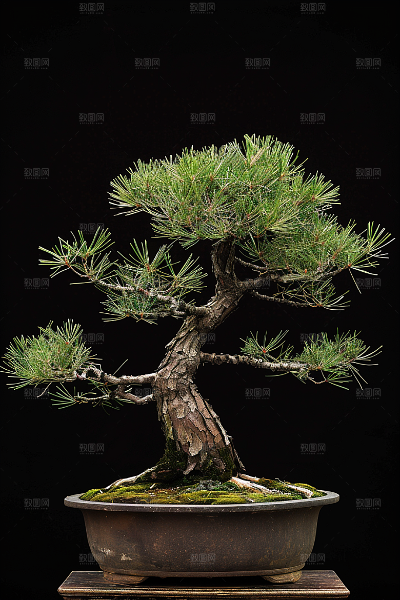黑松盆景中国风植物摄影图