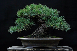 黑松盆景高雅植物摄影图