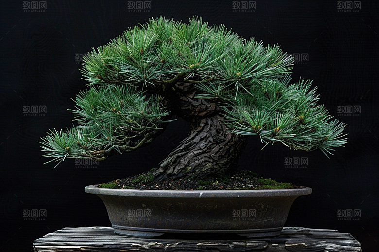 黑松盆景高雅植物摄影图
