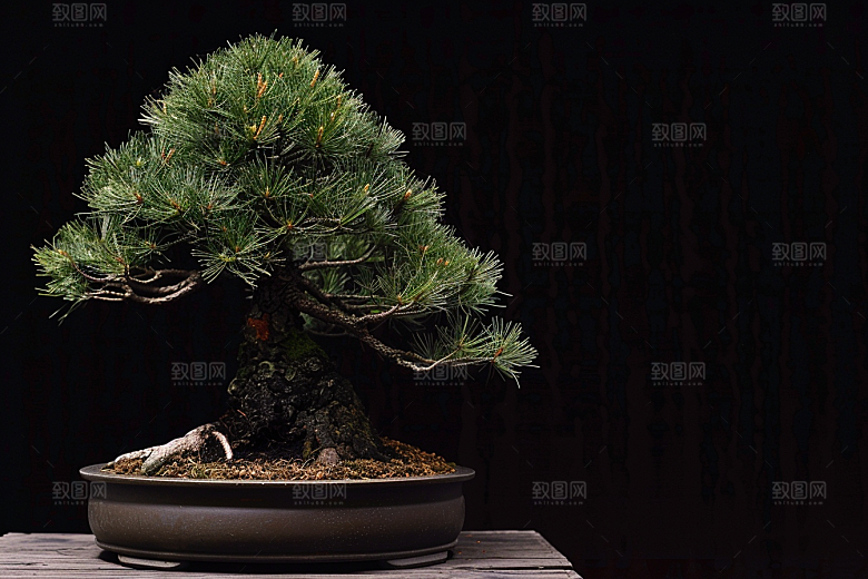 黑松盆景高雅植物摄影图