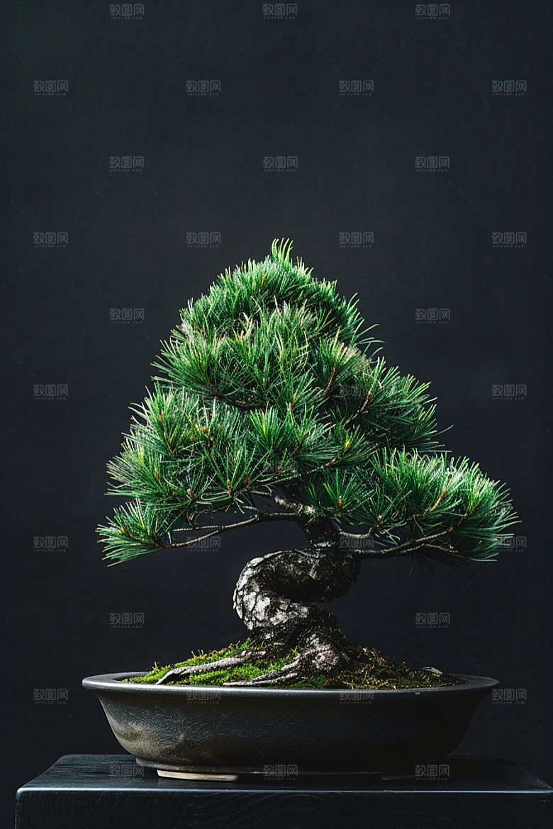 黑松盆景雅致日式摄影图