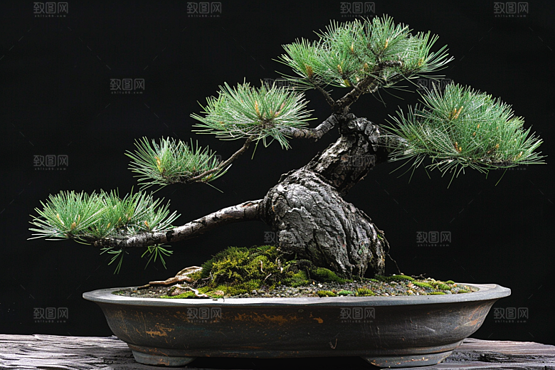 黑松盆景日式植物摄影图