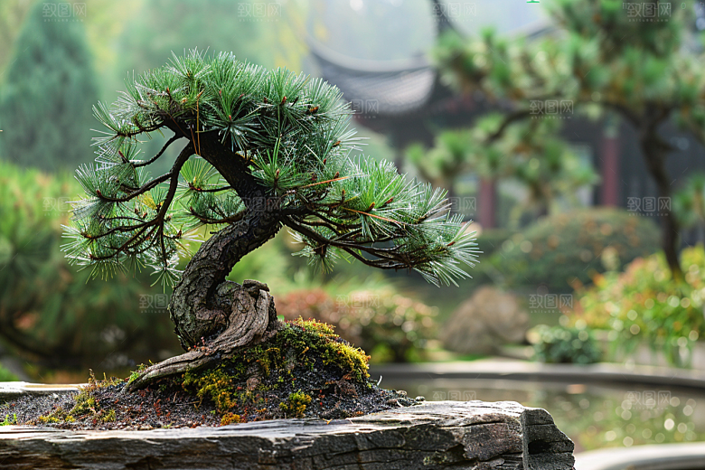 黑松盆景中国风植物摄影图