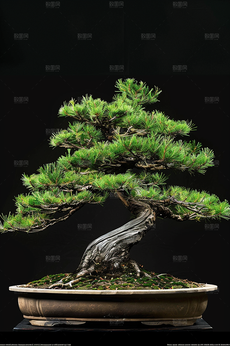 黑松盆景松树中式摄影图