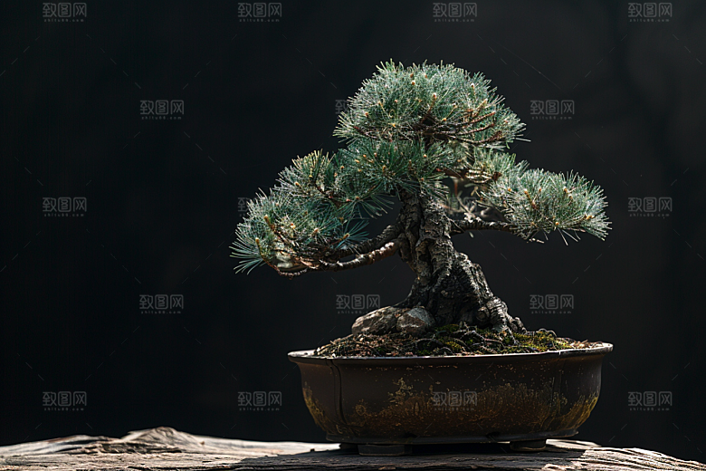 黑松盆景自然装饰摄影图