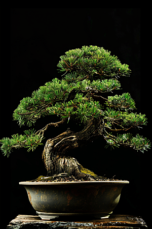 黑松盆景松树中式摄影图