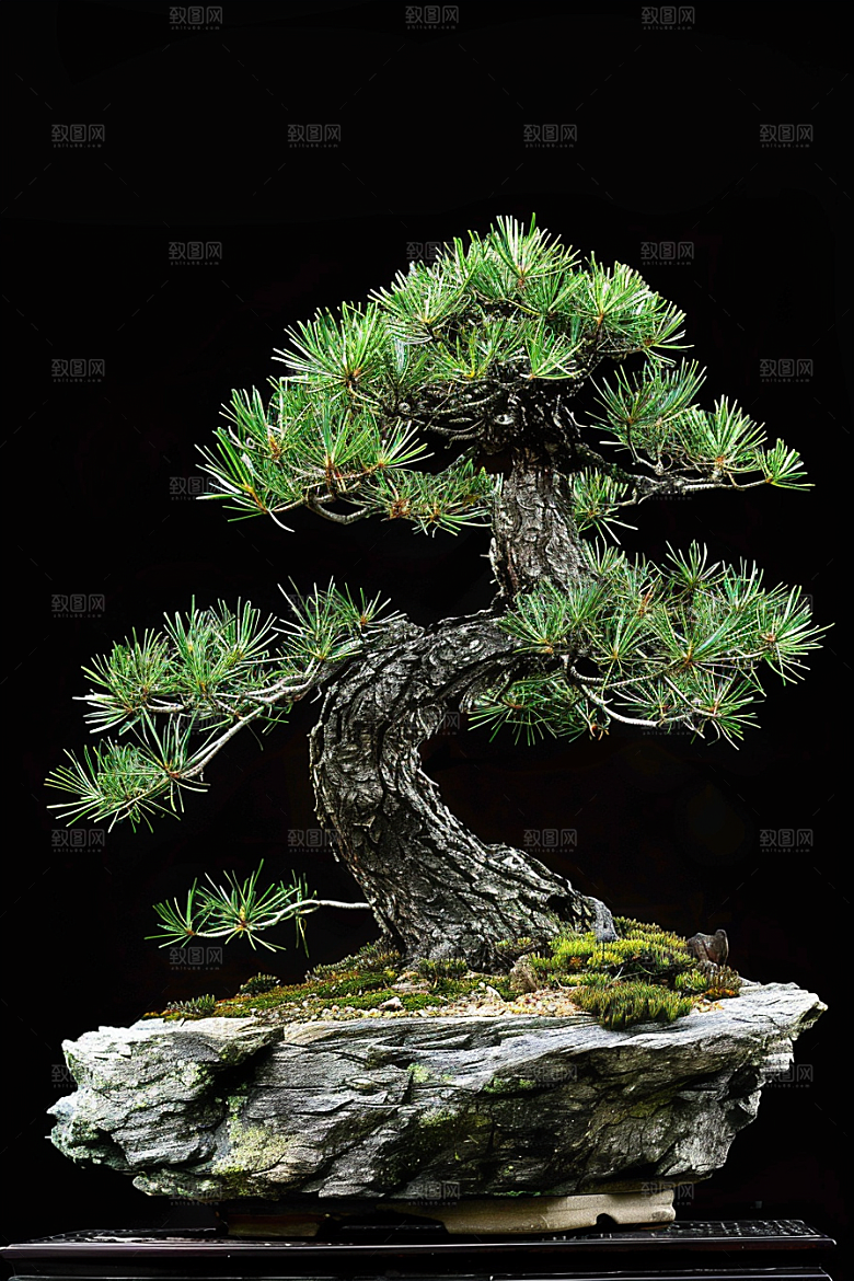 黑松盆景高清日式摄影图