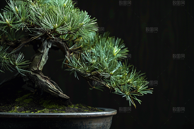 黑松盆景自然庭院摄影图