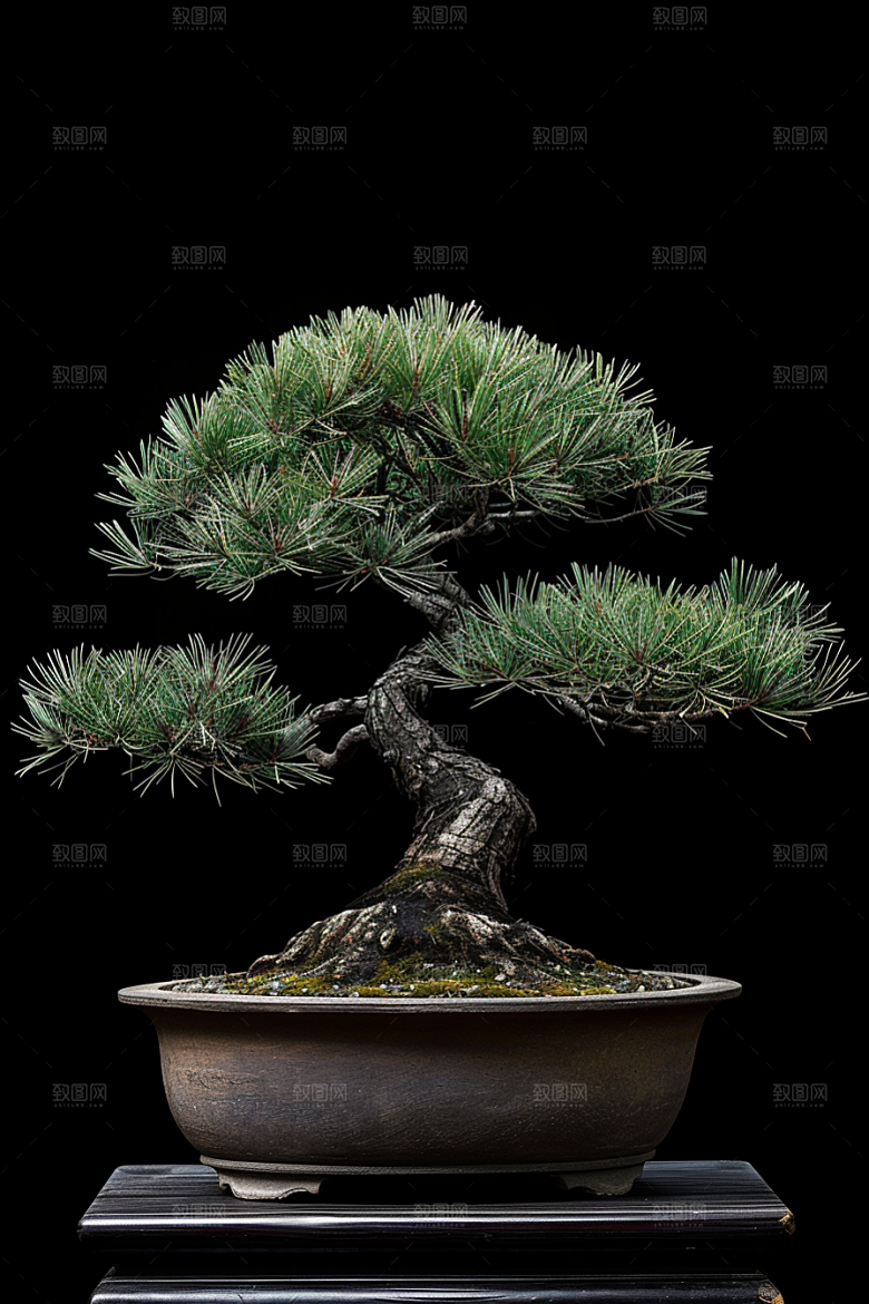 黑松盆景植物高雅摄影图