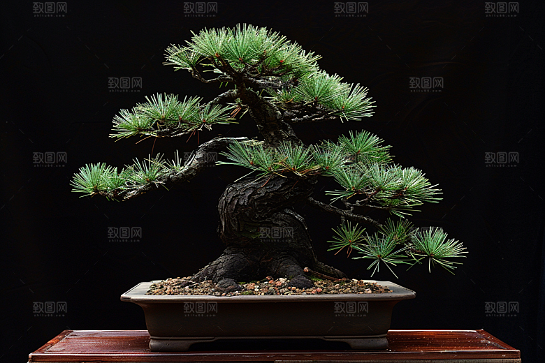 黑松盆景植物高清摄影图