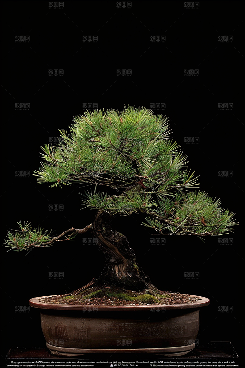 黑松盆景植物装饰摄影图