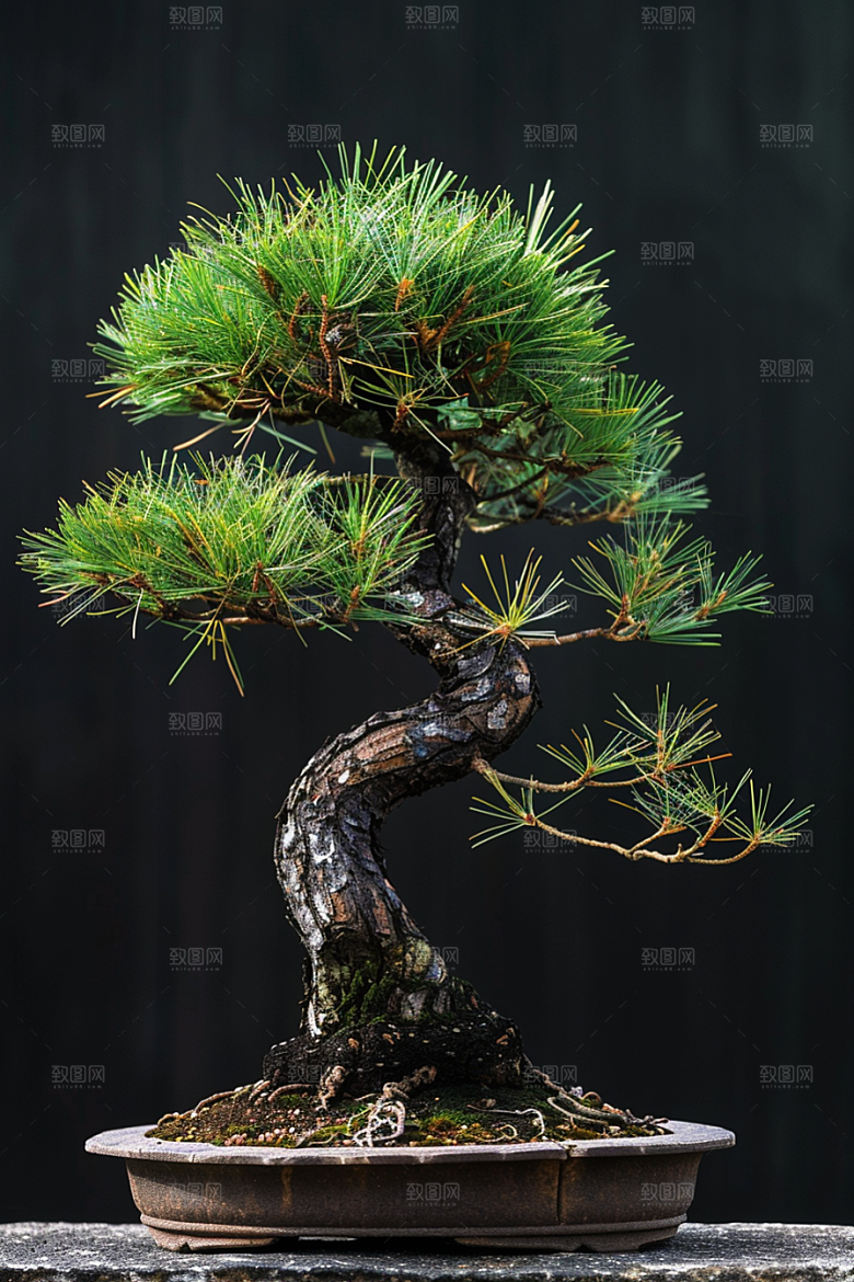 黑松盆景中式优雅摄影图