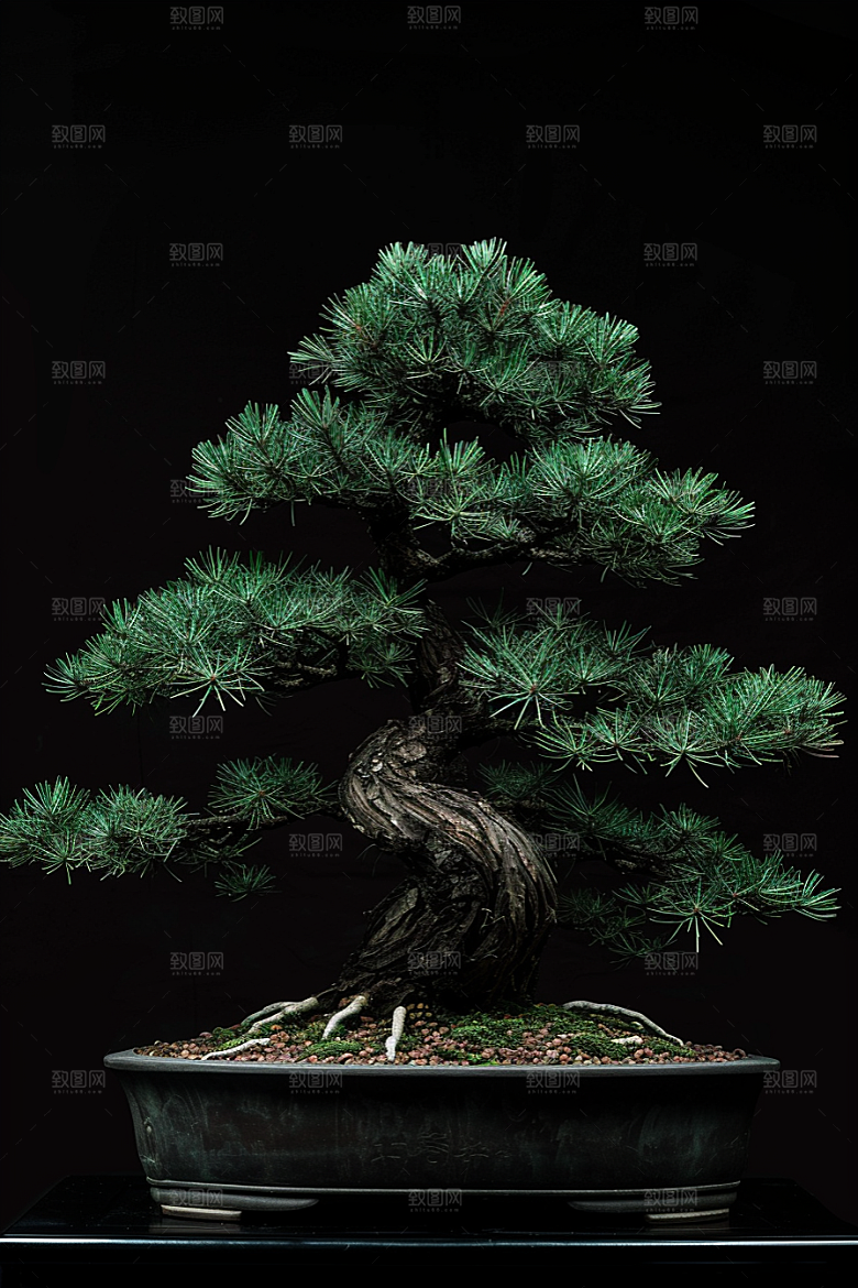 黑松盆景松树雅致摄影图