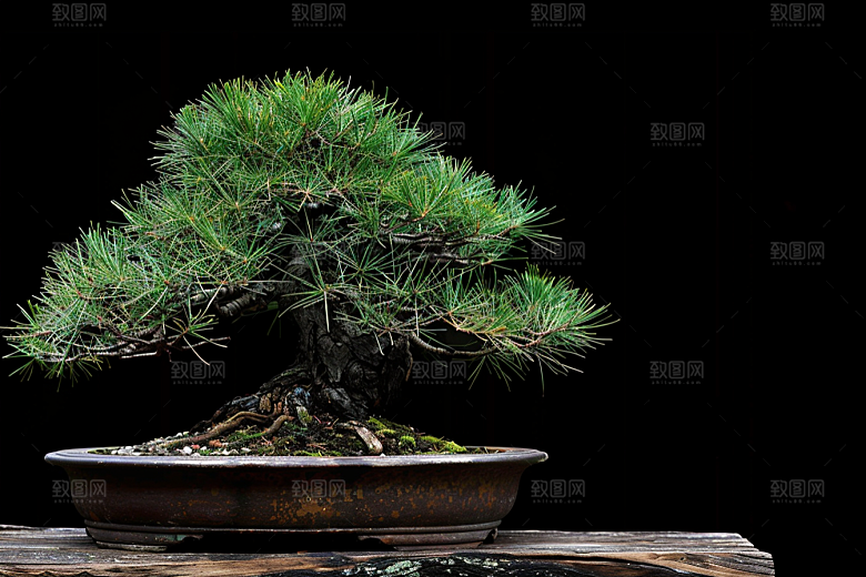 黑松盆景植物文化摄影图