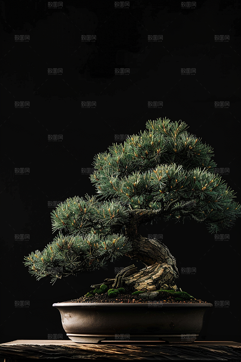 黑松盆景自然植物摄影图
