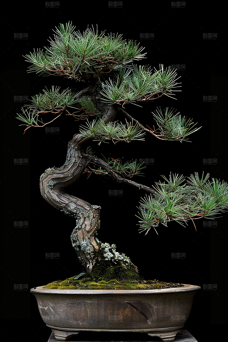 黑松盆景高雅植物摄影图