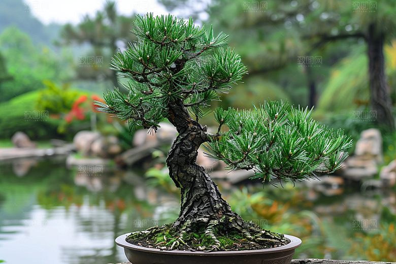 黑松盆景松树雅致摄影图