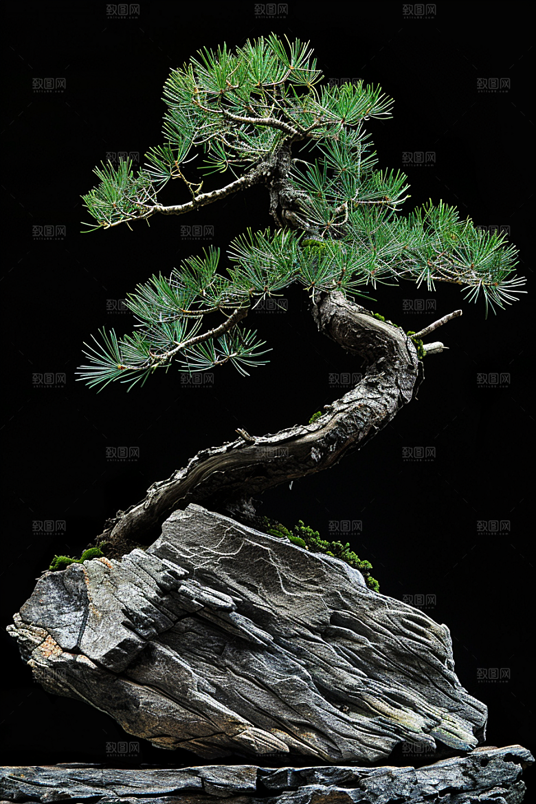 黑松盆景中国风文化摄影图