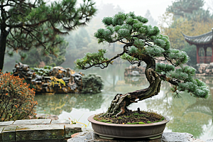 黑松盆景植物雅致摄影图
