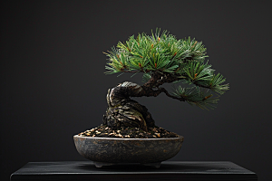 黑松盆景庭院植物摄影图