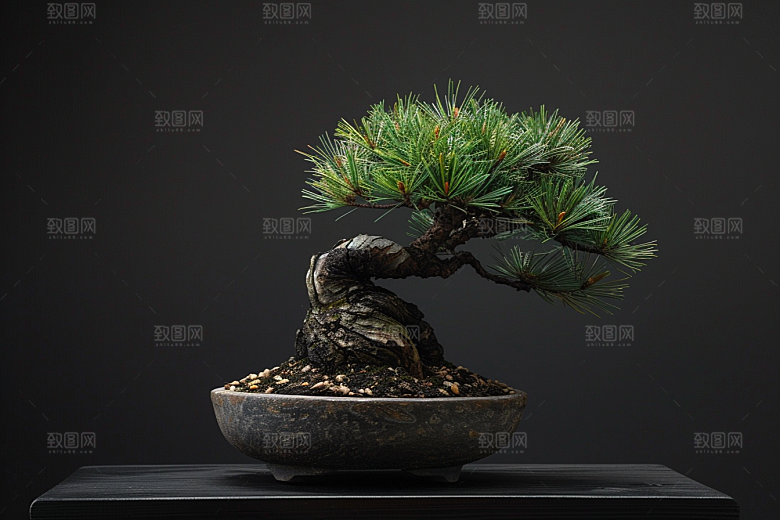 黑松盆景庭院植物摄影图