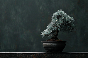 黑松盆景装饰高清摄影图
