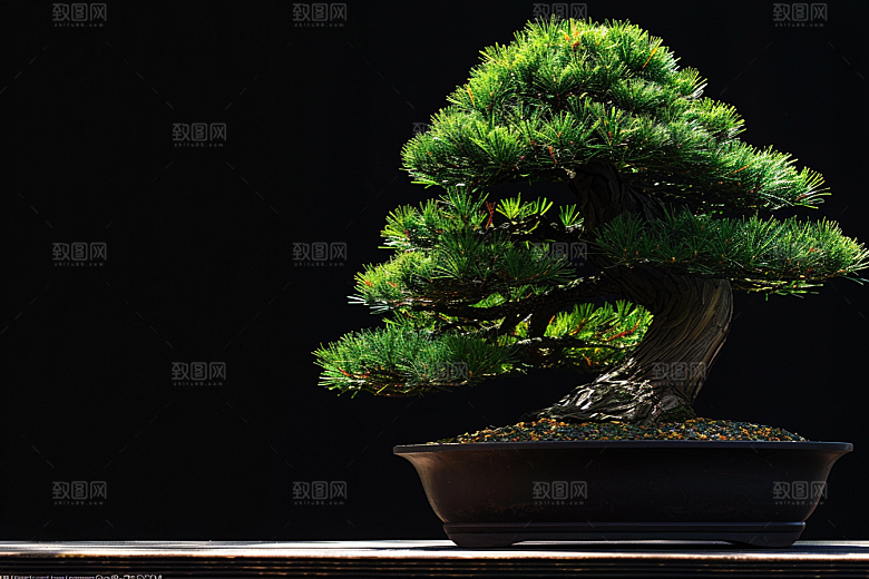 黑松盆景优雅高雅摄影图