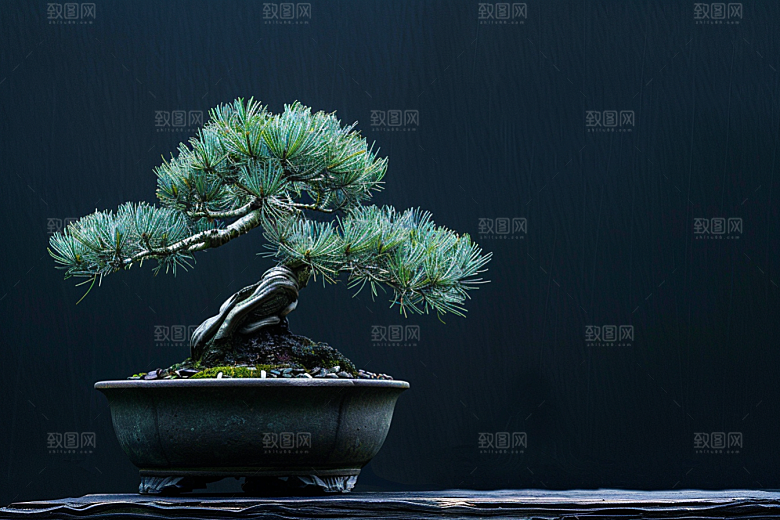 黑松盆景高清自然摄影图