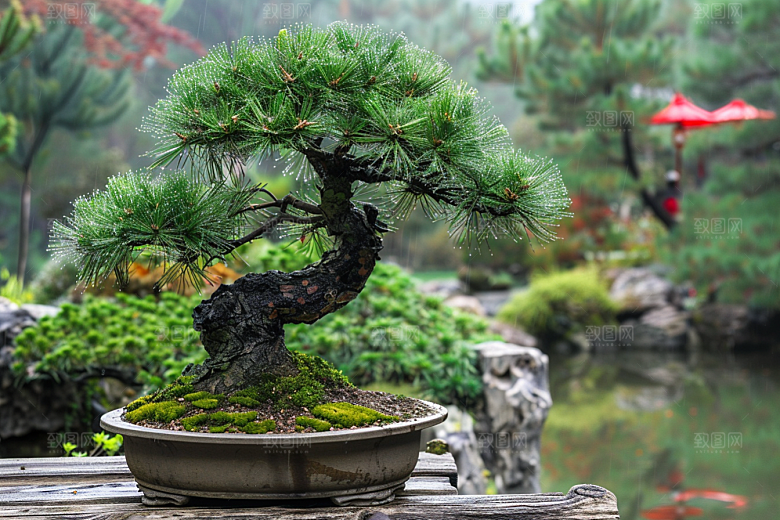 黑松盆景中国风庭院摄影图