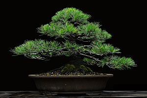 黑松盆景植物雅致摄影图
