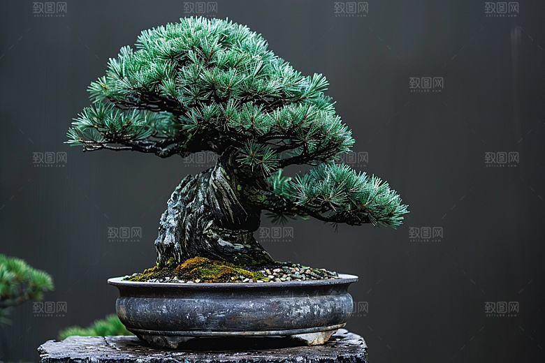 黑松盆景高雅日式摄影图