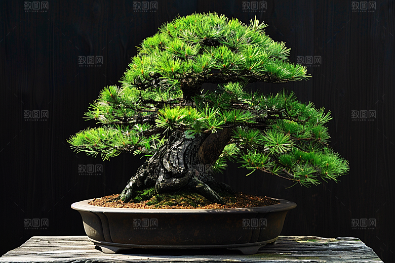 黑松盆景装饰雅致摄影图