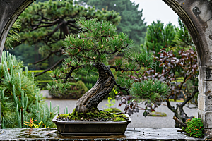 黑松盆景优雅松树摄影图