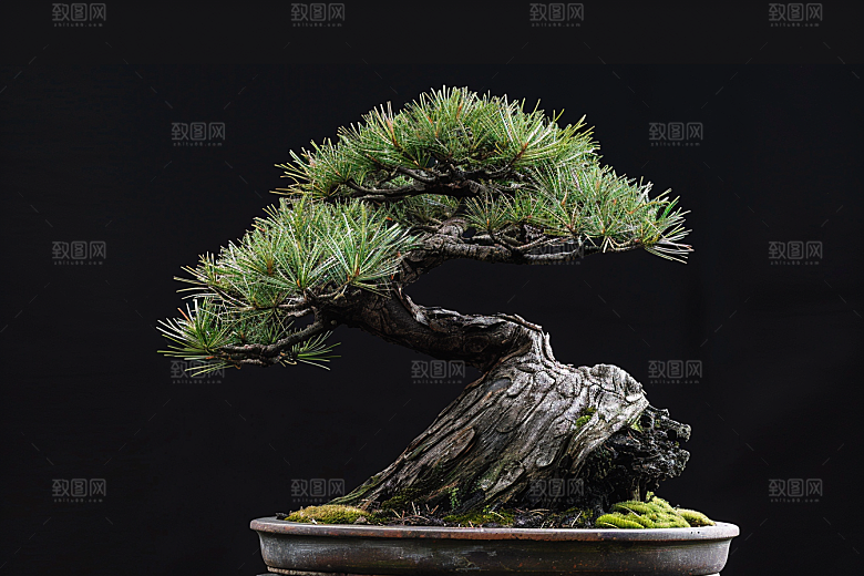 黑松盆景高雅雅致摄影图