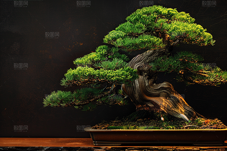 黑松盆景庭院植物摄影图