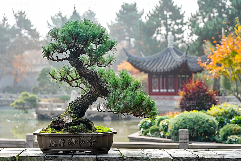 黑松盆景文化松树摄影图
