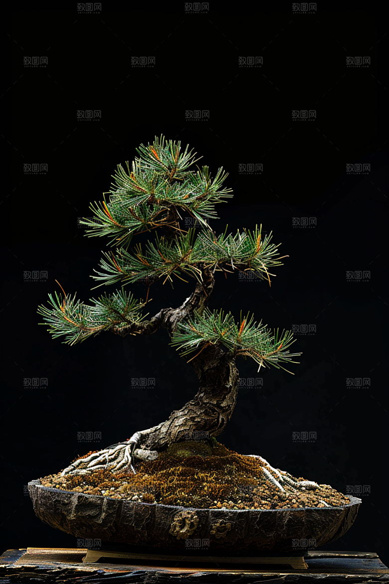 黑松盆景装饰植物摄影图