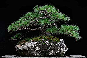 黑松盆景庭院自然摄影图