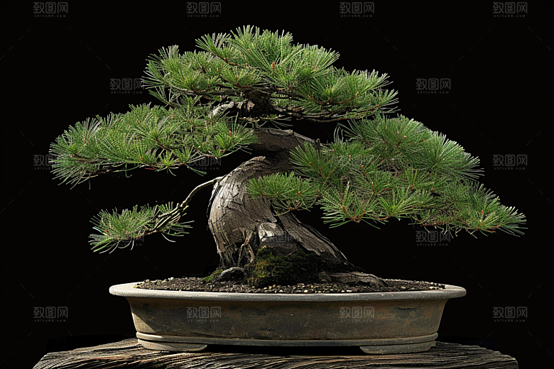 黑松盆景植物装饰摄影图
