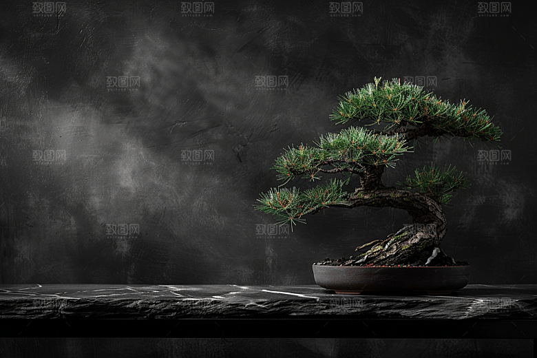 黑松盆景装饰优雅摄影图
