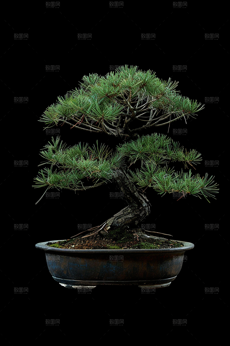 黑松盆景自然植物摄影图