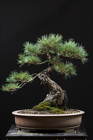 黑松盆景植物庭院摄影图