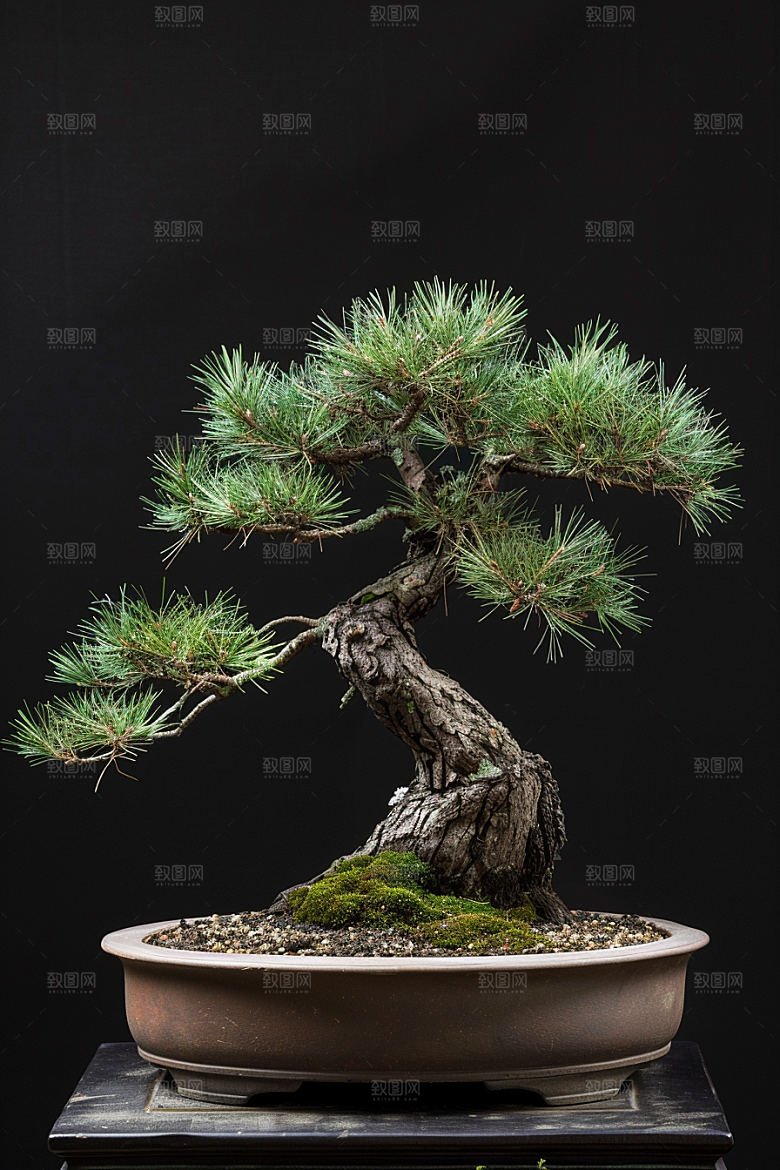 黑松盆景植物庭院摄影图