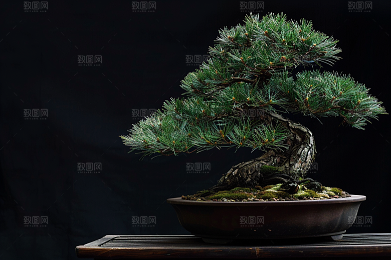黑松盆景日式高雅摄影图