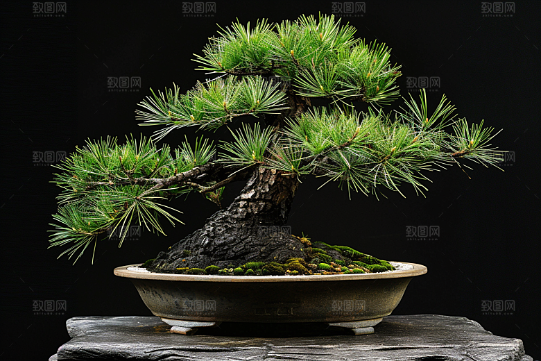 黑松盆景植物日式摄影图
