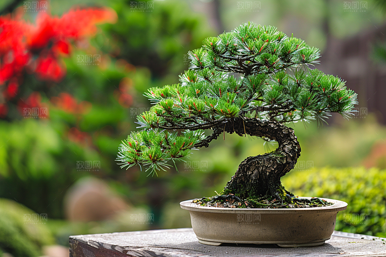 黑松盆景雅致装饰摄影图