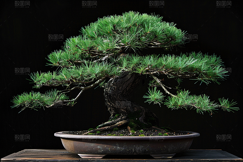 黑松盆景松树文化摄影图