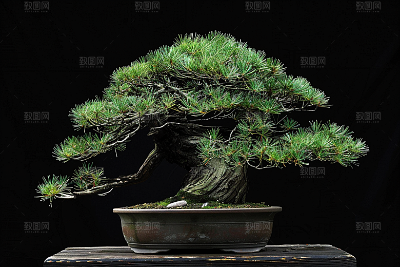 黑松盆景庭院植物摄影图
